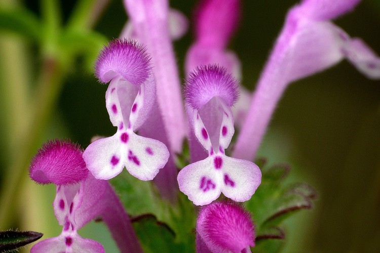 ... greater henbit