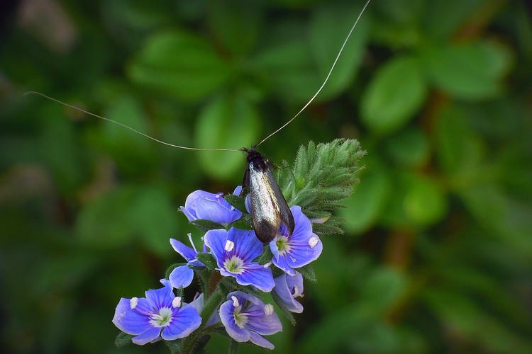 ... green longhorn