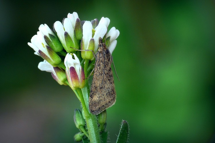 ... straw-barred pearl