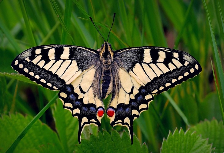 ... swallowtail