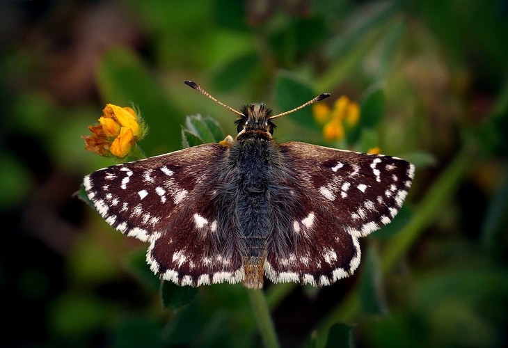 ... red-underwing skipper