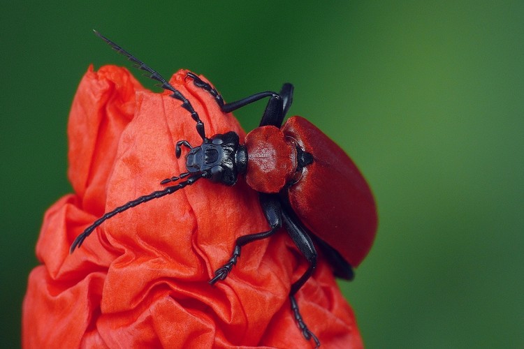 ... black-headed cardinal beetle
