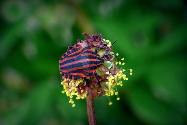 ... punaise arlequin