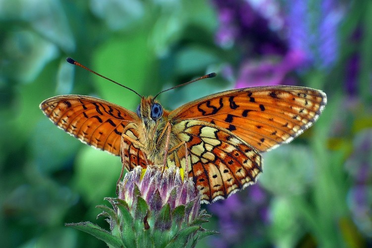 ... twin-spot fritillary