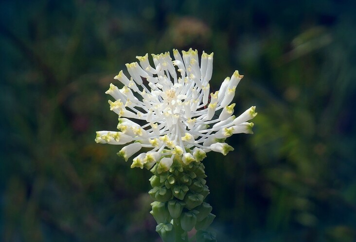 ... white tassel hyacinth