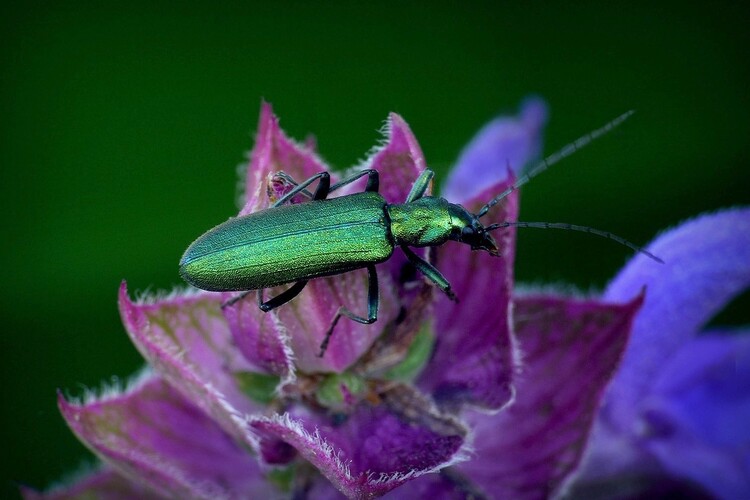 ... emerald beetle