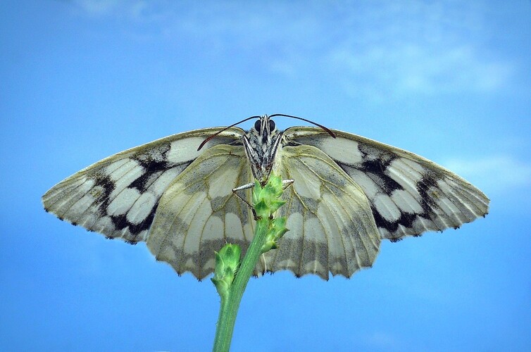 ... marbled white