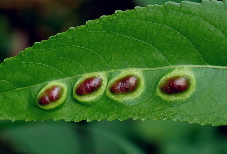 ... willow redgall sawfly