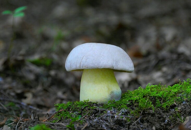 ... whitish bolete