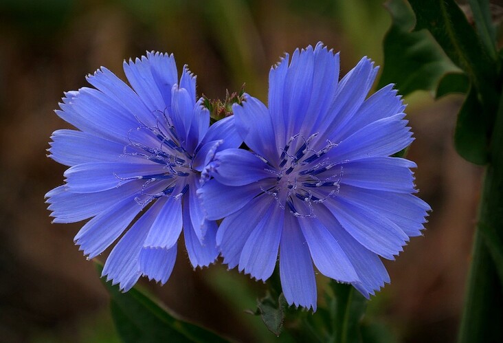 ... blue twins