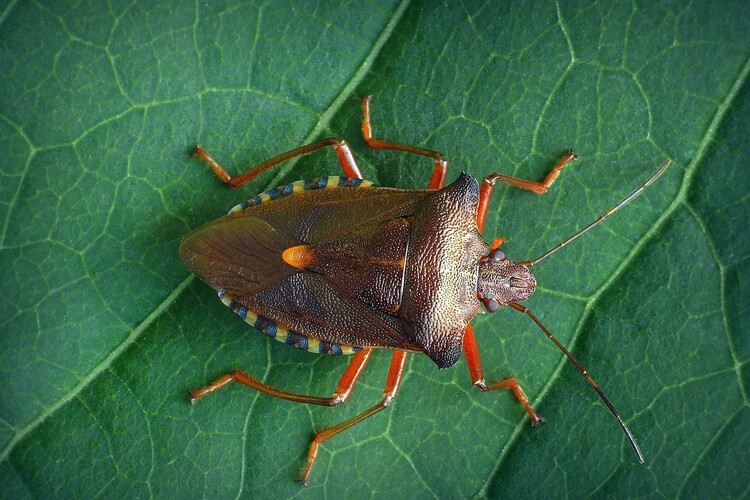 ... forest bug