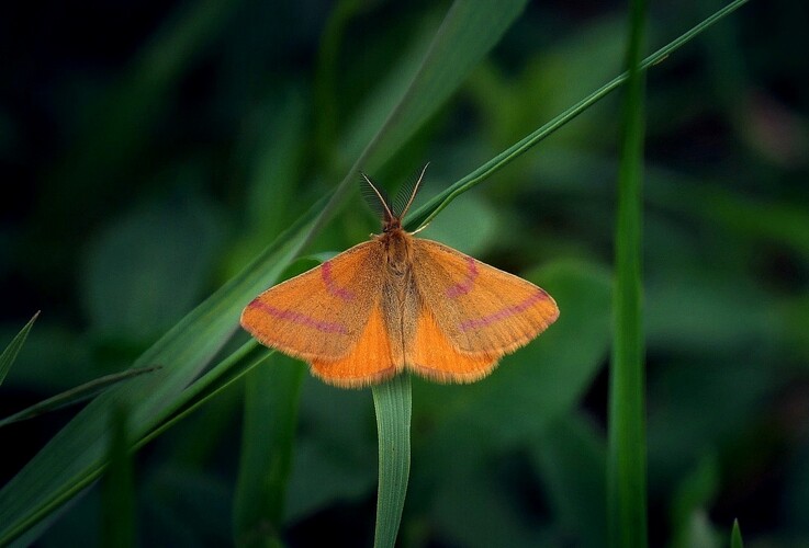 ♂