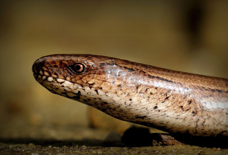 ... slowworm