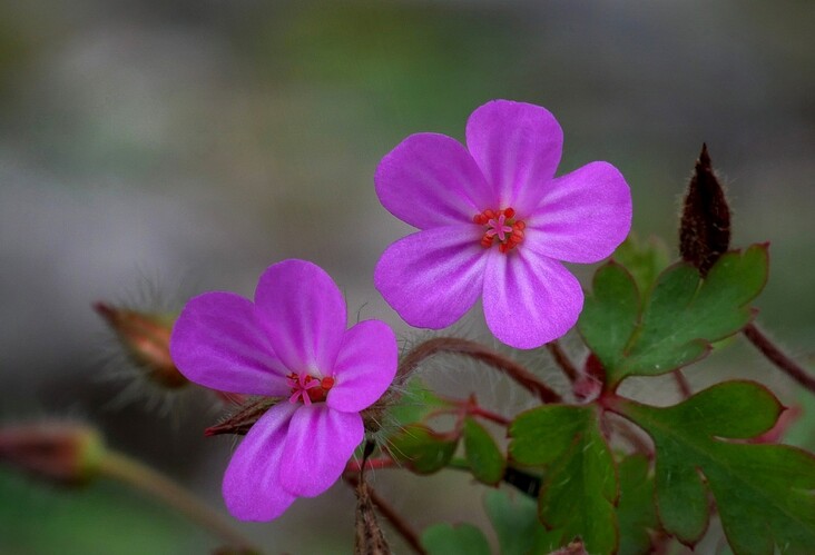 ... herb robert