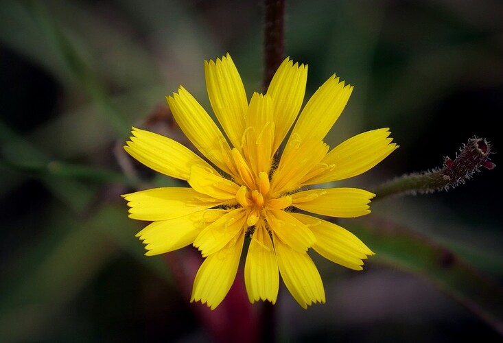 ... hawksbeards 