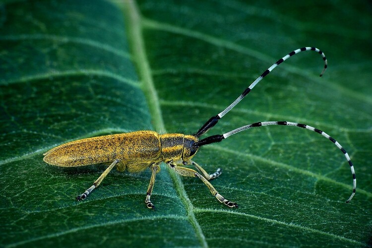 ... golden-bloomed grey longhorn beetle