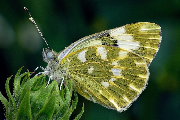 ... eastern bath white