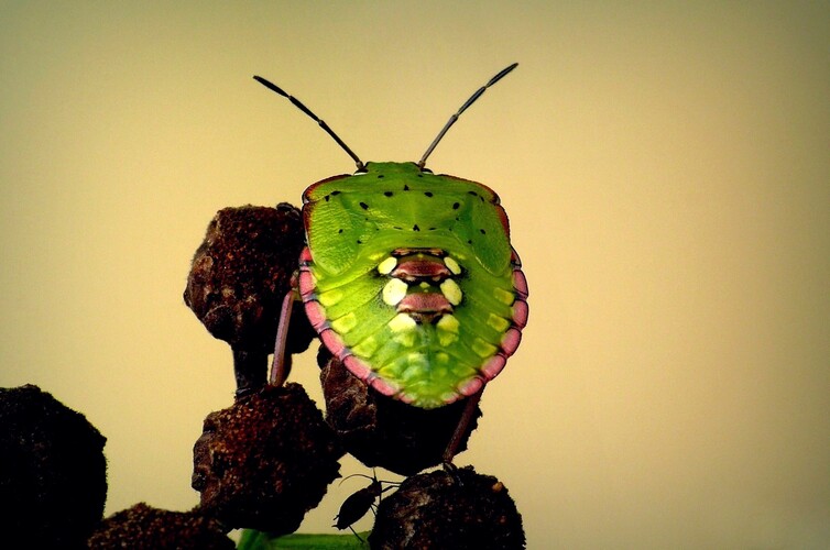 ... southern green shieldbug