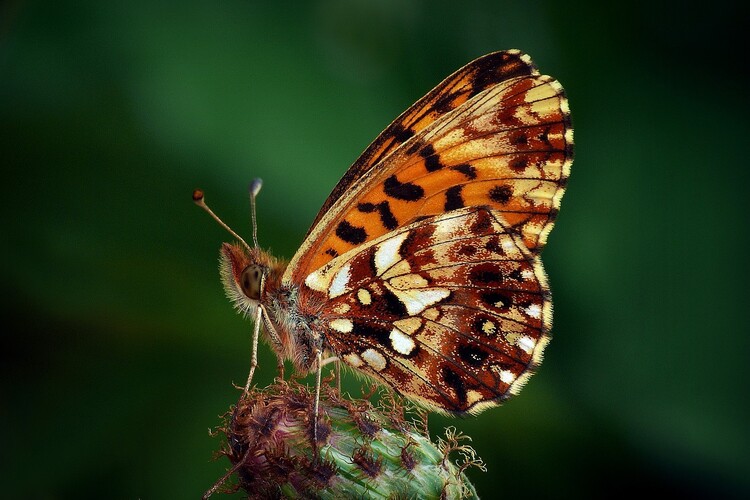 ... violet fritillary