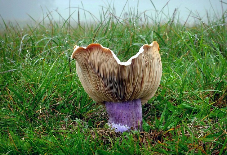 ... field blewit