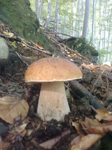 hríb dubový (boletus reticulatus)