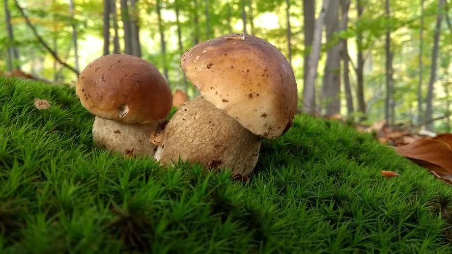 hríb dubový ( boletus reticulatus)