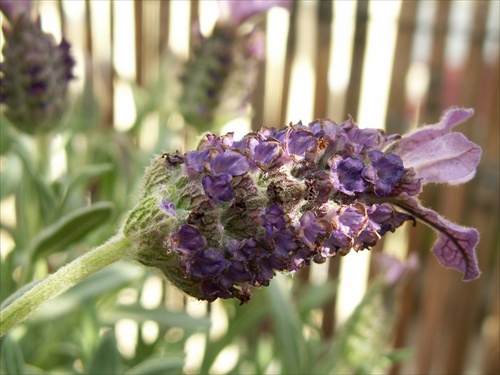 levandula