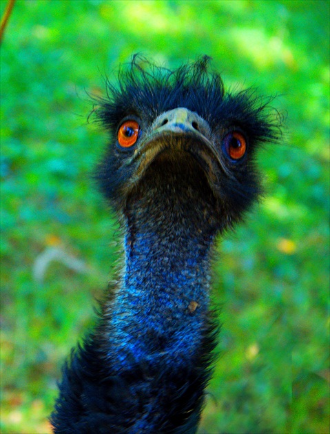 Emu