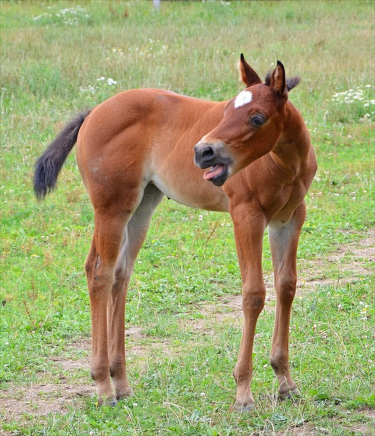 Čo sa ti nepáči žriebätko ?