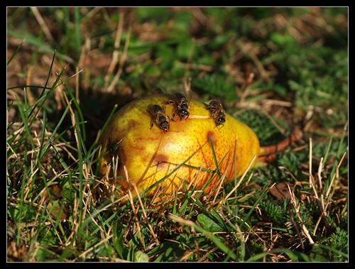 prichytení na hruškách