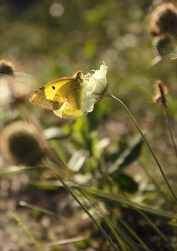 Motyl