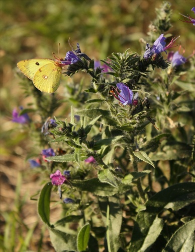 Motyl 2