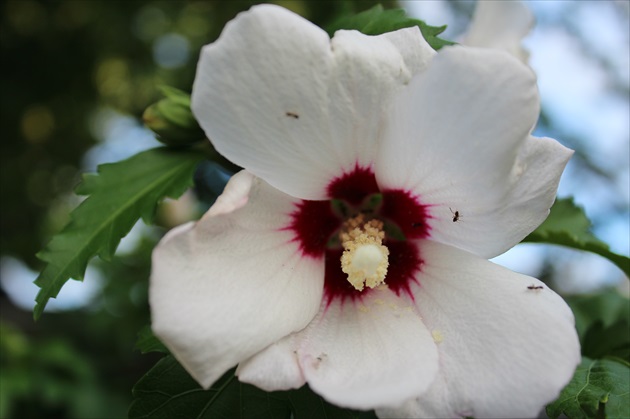 Hibiscus