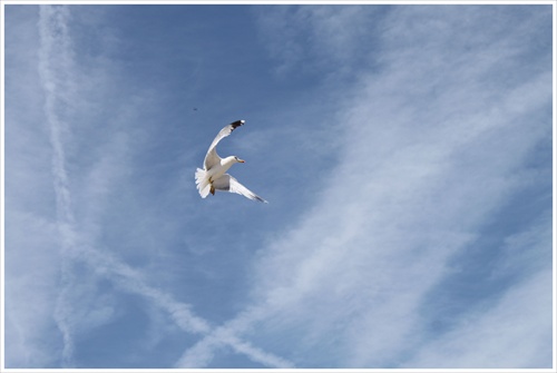 Wind drifting gull