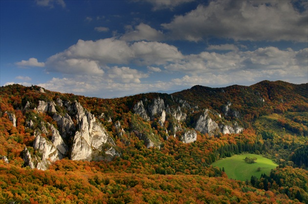 Ostrov v mori stromov