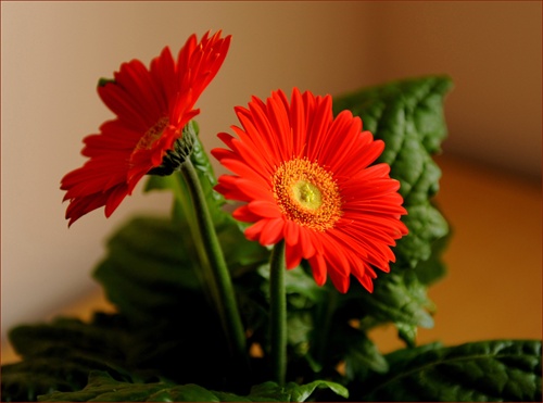 Gerbera