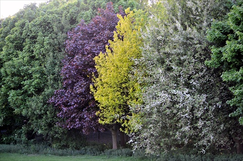 Anglický park