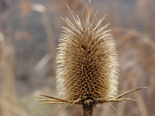 Frizúra.