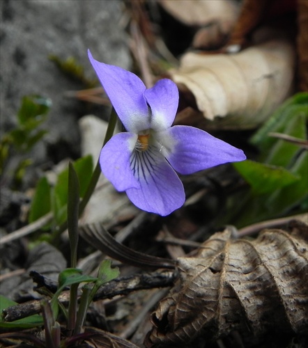 Fialka lesná