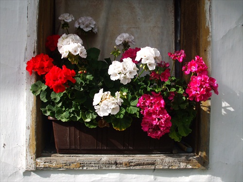 Pelargonium peltatum alias muškát