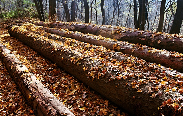 pozlátené bohatstvo