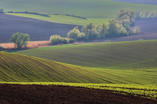 zvlnená krajina