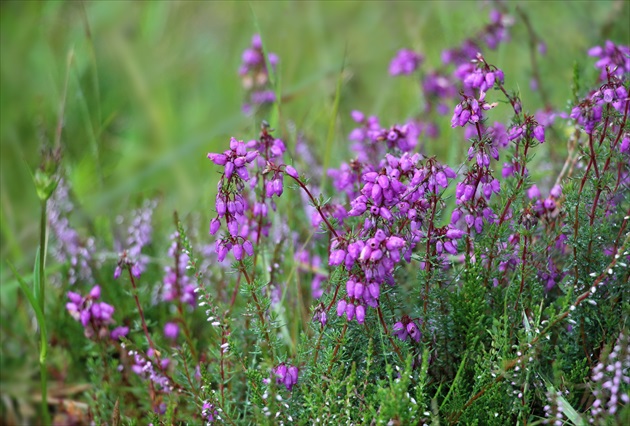 vres (Calluna vulgaris)