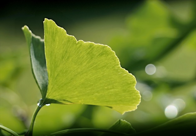 ginko