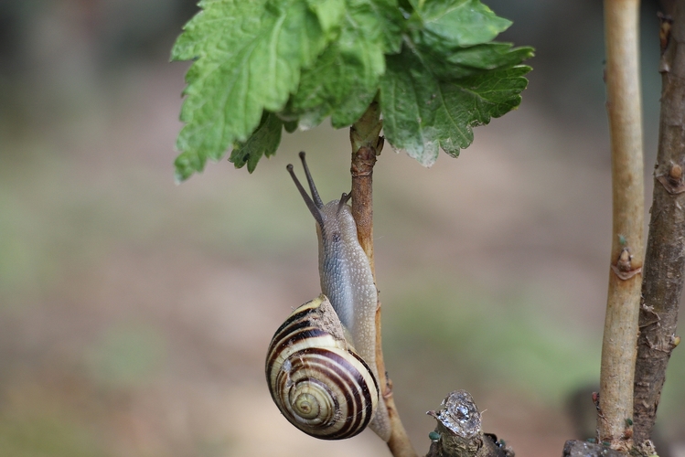 pomaly nahoru