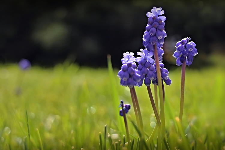 Modrica Muscari