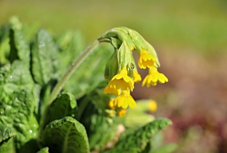 Primula veris