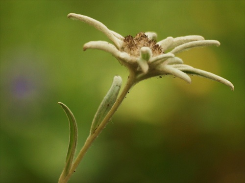 Plesnivec alpínsky