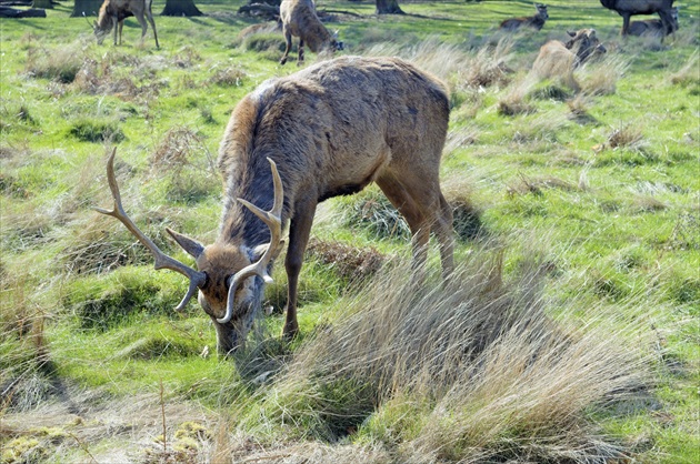 Morning at Bushy park