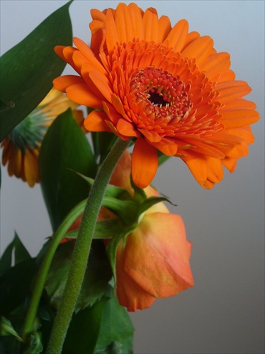 gerbera